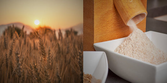 The Journey of Wheat: From Farm to Flour Mill 